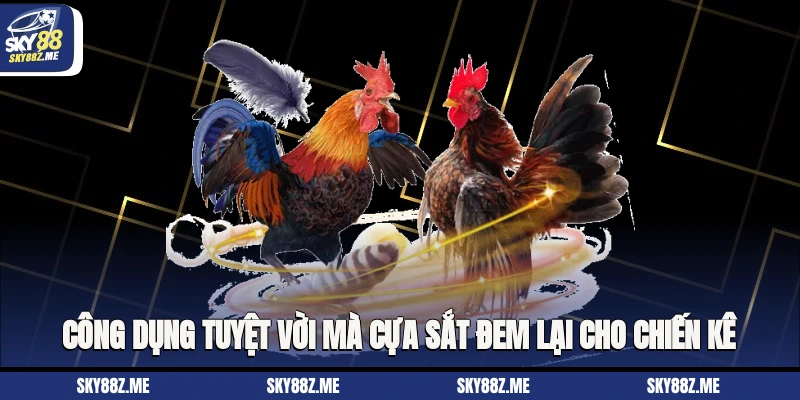 Công dụng tuyệt vời mà cựa sắt đem lại cho chiến kê