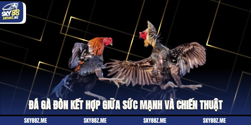 Đá gà đòn là kết hợp giữa sức mạnh và chiến thuật