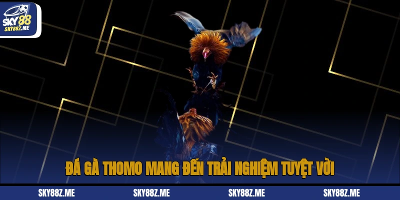 Đá gà Thomo mang đến trải nghiệm tuyệt vời
