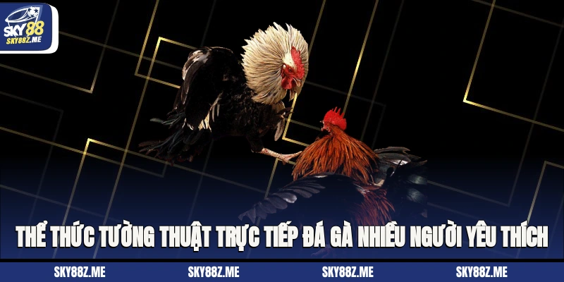 Thể thức tường thuật trực tiếp đá gà nhiều người yêu thích