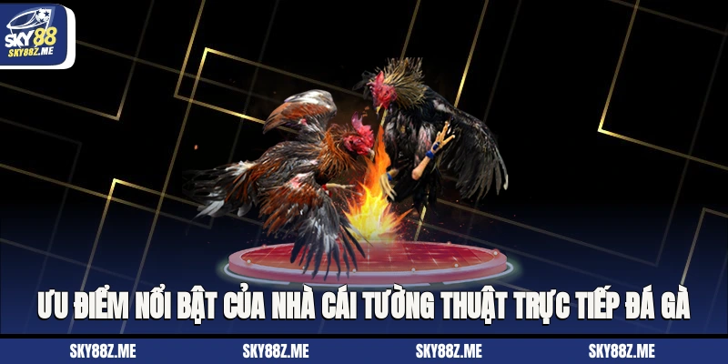 Ưu điểm nổi bật của nhà cái Tường thuật trực tiếp đá gà