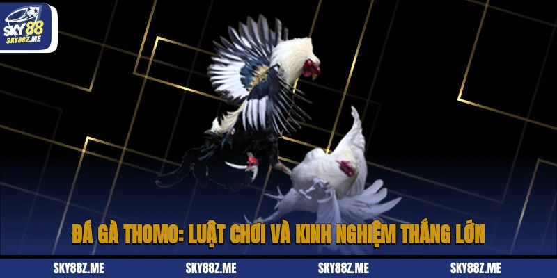 Đá gà Thôm luật chơi và kinh nghiệm thắng lớn
